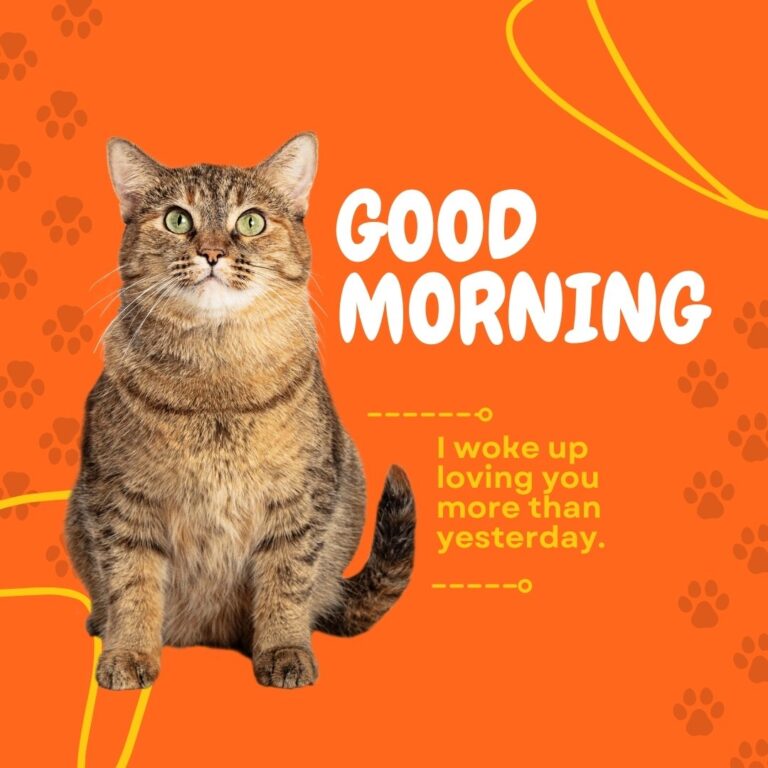 60+ Good Morning Cat Images: Meow and Good Morning!